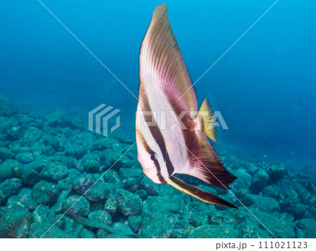 ヒリゾ浜の美しいミカヅキツバメウオ（マンジュウダイ科）の幼魚。  静岡県伊豆半島賀茂郡南伊豆町中木か 111021123