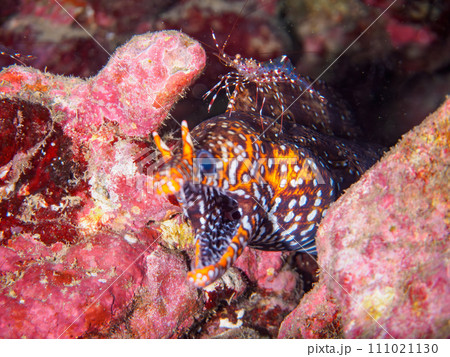 ヒリゾ浜の水中洞窟でクリアクリーナーシュリンプ(テナガエビ科)のクリーニングを受ける美しいトラウツボ ヒリゾ浜の水中洞窟でクリアクリーナーシュリンプ(テナガエビ科)のクリーニングを受ける美しいトラウツボ 111021130
