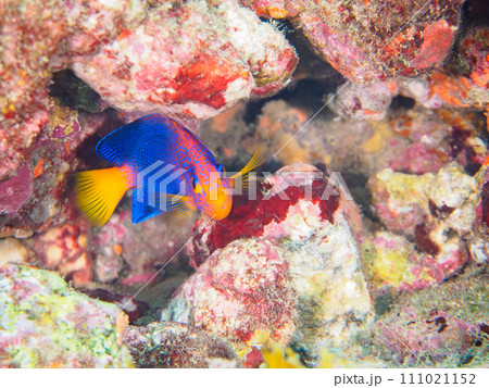 ヒリゾ浜の美しいレンテンヤッコ（キンチャクダイ科）の幼魚。  静岡県伊豆半島賀茂郡南伊豆町中木から渡 111021152