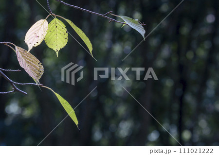 八月の森陰で進む秋の気配風景 111021222
