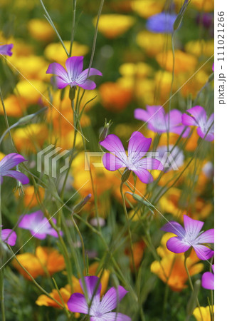 ムギセンノウとカルフォルニアポピーの花畑 ムギセンノウとカルフォルニアポピーの花畑 111021266