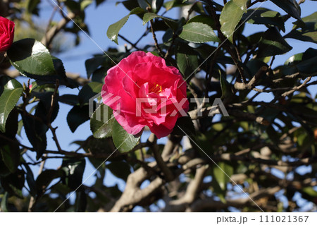 青空に映える寒椿 青空に映える寒椿 111021367
