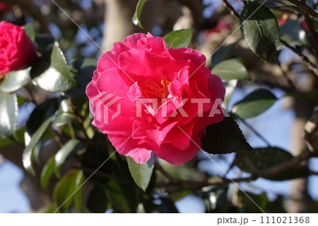 青空に映える寒椿 111021368