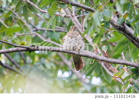 美しい赤ツツドリ（カッコウ科）。  日本国東京都大田区、東京港野鳥公園にて。 2023年10月14日 111021416