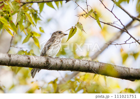 可愛いエゾビタキ（ヒタキ科）。  日本国東京都大田区、東京港野鳥公園にて。 2023年10月14日撮 111021751