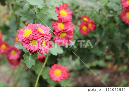 赤の秋 花 赤の秋 花 111021933