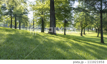 木漏れ日が差し込む公園 木漏れ日が差し込む公園 111021958