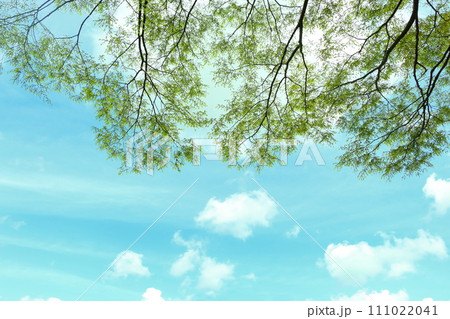 ケヤキの新緑 111022041