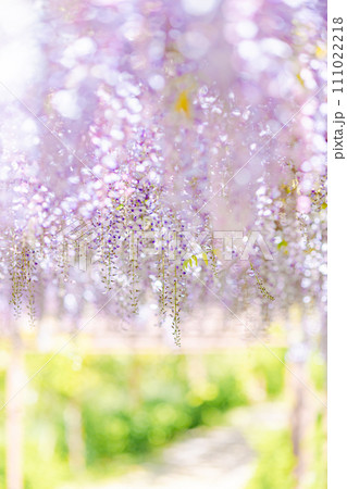 光輝く幻想的な藤棚｜縦位置 111022218