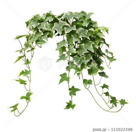 Hanging vine plant green ivy leaves isolated on white background. 111022386