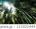京都観光名所、嵐山の竹林 111022449