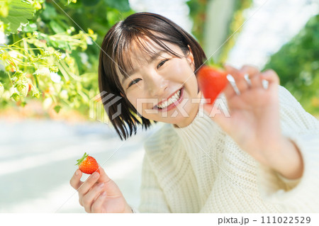 イチゴ狩りをする女性 いちご狩りをする女性 イチゴ狩りをする女性 いちご狩りをする女性 111022529
