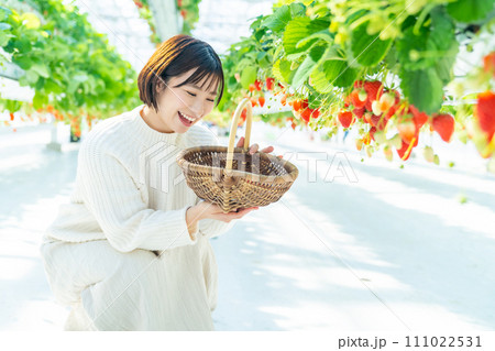 イチゴ狩りをする女性 いちご狩りをする女性 イチゴ狩りをする女性 いちご狩りをする女性 111022531