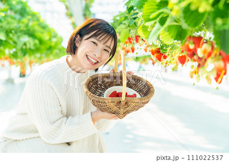イチゴ狩りをする女性 いちご狩りをする女性 イチゴ狩りをする女性 いちご狩りをする女性 111022537