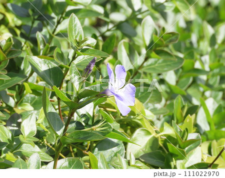 野に咲く青紫色のツルニチニチソウの花 111022970