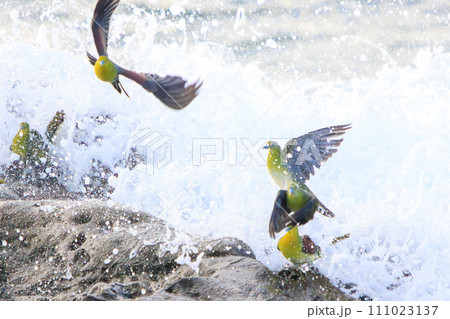 海水のミネラルを接種しに波打ち際に飛来するアオバト（ハト科）の群れ。 神奈川県中郡大磯町照ヶ崎海岸に 111023137