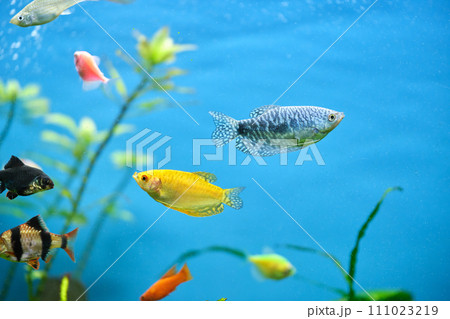 Colorful exotic fish swimming in deep blue water aquarium with green tropical plants 111023219