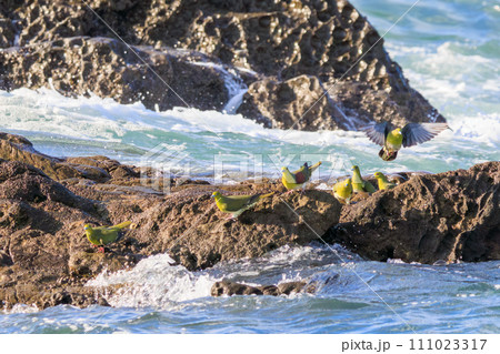 海水のミネラルを接種しに波打ち際に飛来するアオバト（ハト科）の群れ。 神奈川県中郡大磯町照ヶ崎海岸に 111023317