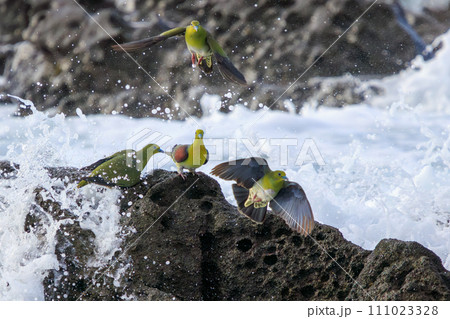 海水のミネラルを接種しに波打ち際に飛来するアオバト（ハト科）の群れ。 神奈川県中郡大磯町照ヶ崎海岸に 111023328