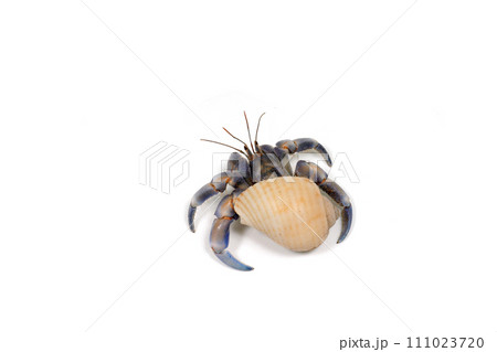 オカヤドカリ　白バック 111023720