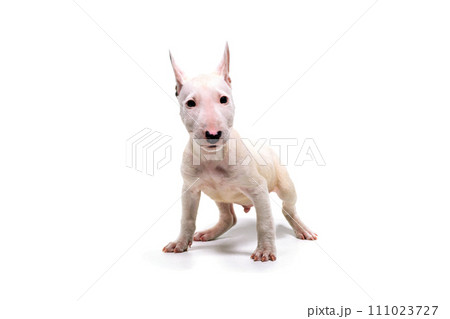 見つめる子犬 ミニチュアブルテリア 白バック 見つめる子犬 ミニチュアブルテリア 白バック 111023727