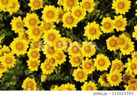 クンショウギク ガザニア クンショウギク ガザニア 111023763