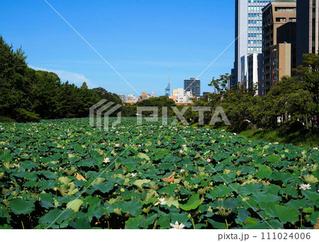 真夏の福岡市舞鶴城跡のお堀の蓮 111024006