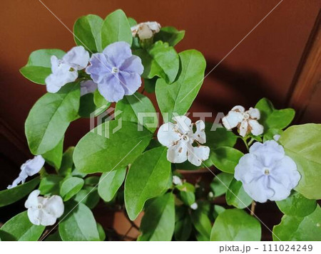 二色の花色♪甘い花の香りのニオイバンマツリ 111024249