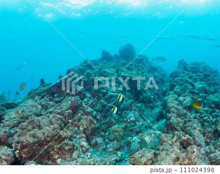 ヒリゾ浜の美しいツノダシ（ツノダシ科）、ホウライヒメジ（ヒメジ科）、タイワンカマス（カマス科）他の群 111024398