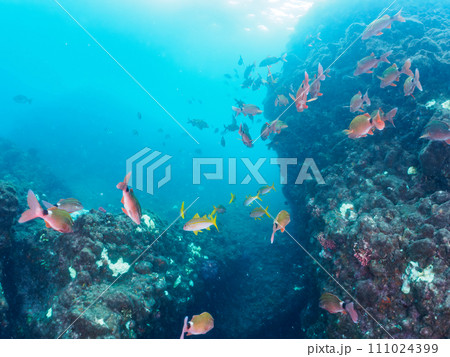 ヒリゾ浜の美しいアカヒメジ、ホウライヒメジ(ヒメジ科)、オヤビッチャ(スズメダイ科)他の群れ。  静 ヒリゾ浜の美しいアカヒメジ、ホウライヒメジ(ヒメジ科)、オヤビッチャ(スズメダイ科)他の群れ。  静 111024399
