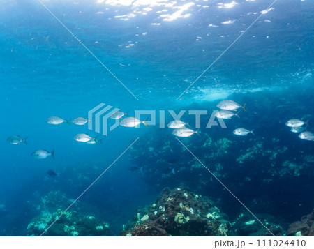 ヒリゾ浜のキビナゴの大群を襲う迫力あるギンガメアジ（アジ科）の幼魚の群れ。  静岡県伊豆半島賀茂郡南 111024410