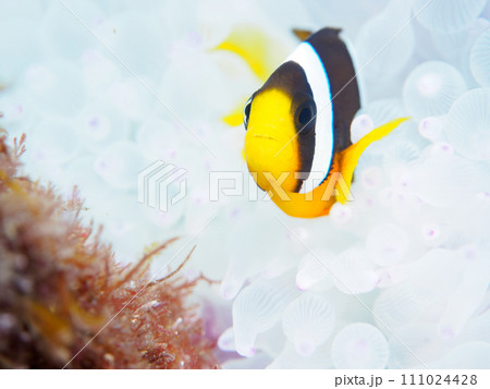 ヒリゾ浜のハート型の美しいイソギンチャクに住む可愛いクマノミの幼魚（クマノミ亜科）。  静岡県伊豆半 111024428