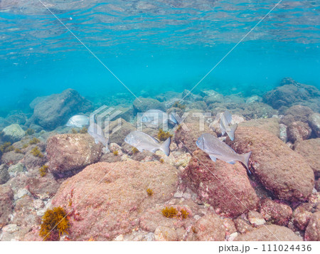 ヒリゾ浜の美しい波打ち際のクロダイ(タイ科)の群れ。 静岡県伊豆半島賀茂郡南伊豆町中木から渡し船で ヒリゾ浜の美しい波打ち際のクロダイ(タイ科)の群れ。 静岡県伊豆半島賀茂郡南伊豆町中木から渡し船で 111024436