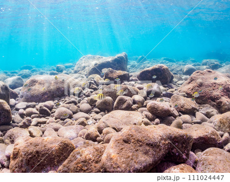 ヒリゾ浜の美しい波打ち際のシマハギ(ニザダイ科)、オヤビッチャ(スズメダイ科)他の幼魚の群れ。 静 ヒリゾ浜の美しい波打ち際のシマハギ(ニザダイ科)、オヤビッチャ(スズメダイ科)他の幼魚の群れ。 静 111024447