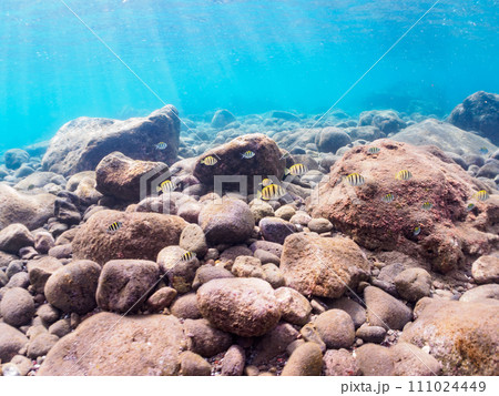 ヒリゾ浜の美しい波打ち際のシマハギ（ニザダイ科）、オヤビッチャ（スズメダイ科）他の幼魚の群れ。  静 111024449