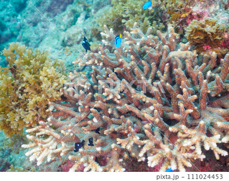 美しいテーブルサンゴと可愛いナンヨウハギ(ニザダイ科)フタスジリュウキュウスズメダイ(スズメダイ科) 美しいテーブルサンゴと可愛いナンヨウハギ(ニザダイ科)フタスジリュウキュウスズメダイ(スズメダイ科) 111024453