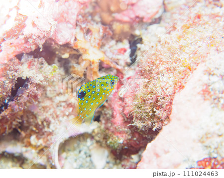 ヒリゾ浜の宝石のように美しいルリホシスズメダイ(スズメダイ科)の幼魚。 静岡県伊豆半島賀茂郡南伊豆 ヒリゾ浜の宝石のように美しいルリホシスズメダイ(スズメダイ科)の幼魚。 静岡県伊豆半島賀茂郡南伊豆 111024463