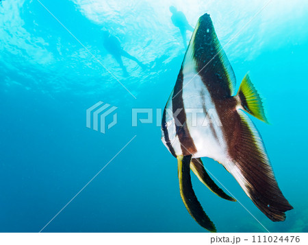 ヒリゾ浜の美しいミカヅキツバメウオ(マンジュウダイ科)の幼魚。 静岡県伊豆半島賀茂郡南伊豆町中木か ヒリゾ浜の美しいミカヅキツバメウオ(マンジュウダイ科)の幼魚。 静岡県伊豆半島賀茂郡南伊豆町中木か 111024476