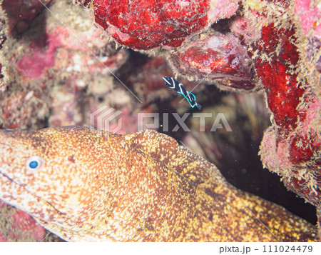 ヒリゾ浜の美しいサザナミヤッコ(キンチャクダイ科)の幼魚と大きなウツボ(ウツボ科)の共生。 静岡県 ヒリゾ浜の美しいサザナミヤッコ(キンチャクダイ科)の幼魚と大きなウツボ(ウツボ科)の共生。 静岡県 111024479