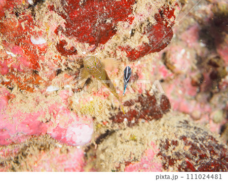 ヒリゾ浜の美しいサザナミヤッコ（キンチャクダイ科）の幼魚とベンケイハゼ（ハゼ科）。  静岡県伊豆半島 111024481