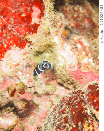 ヒリゾ浜の美しいサザナミヤッコ(キンチャクダイ科)の幼魚他。 静岡県伊豆半島賀茂郡南伊豆町中木から ヒリゾ浜の美しいサザナミヤッコ(キンチャクダイ科)の幼魚他。 静岡県伊豆半島賀茂郡南伊豆町中木から 111024482