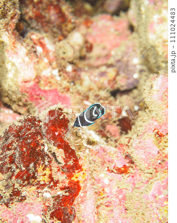 ヒリゾ浜の美しいサザナミヤッコ（キンチャクダイ科）の幼魚他。  静岡県伊豆半島賀茂郡南伊豆町中木から 111024483