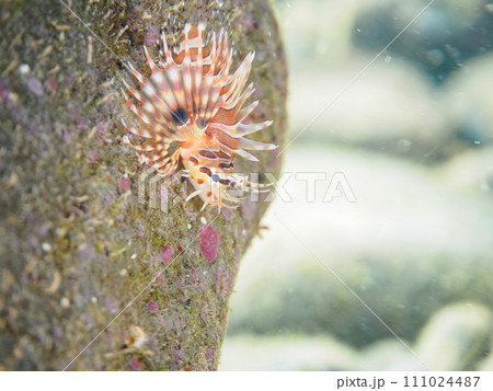 ヒリゾ浜の広げた羽根が美しい可愛いキリンミノ（フサカサゴ科）の幼魚。  静岡県伊豆半島賀茂郡南伊豆町 111024487