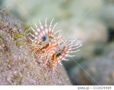 ヒリゾ浜の広げた羽根が美しい可愛いキリンミノ(フサカサゴ科)の幼魚。 静岡県伊豆半島賀茂郡南伊豆町 ヒリゾ浜の広げた羽根が美しい可愛いキリンミノ(フサカサゴ科)の幼魚。 静岡県伊豆半島賀茂郡南伊豆町 111024489