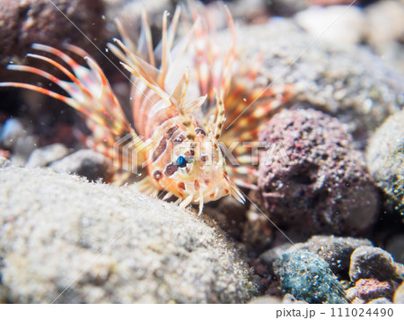 ヒリゾ浜の広げた羽根が美しい可愛いキリンミノ（フサカサゴ科）の幼魚。  静岡県伊豆半島賀茂郡南伊豆町 111024490