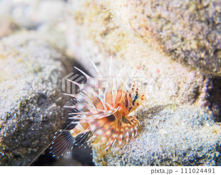 ヒリゾ浜の広げた羽根が美しい可愛いキリンミノ(フサカサゴ科)の幼魚。 静岡県伊豆半島賀茂郡南伊豆町 ヒリゾ浜の広げた羽根が美しい可愛いキリンミノ(フサカサゴ科)の幼魚。 静岡県伊豆半島賀茂郡南伊豆町 111024491