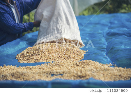 Close up Hand with Raw coffee beans heap dry green seed. Farmer's hands selected waste rod unroasted grain in eco farm. Arabica farm plant coffee bean agriculture objects. Sun dried Fresh black coffee Close up Hand with Raw coffee beans heap dry green seed. Farmer's hands selected waste rod unroasted grain in eco farm. Arabica farm plant coffee bean agriculture objects. Sun dried Fresh black coffee 111024600