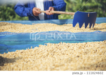 Close up Hand with Raw coffee beans heap dry green seed. Farmer's hands selected waste rod unroasted grain in eco farm. Arabica farm plant coffee bean agriculture objects. Sun dried Fresh black coffee Close up Hand with Raw coffee beans heap dry green seed. Farmer's hands selected waste rod unroasted grain in eco farm. Arabica farm plant coffee bean agriculture objects. Sun dried Fresh black coffee 111024602
