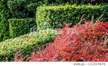 Many red fruits on the branches of a cotoneaster horizontalis bush in the garden in autumn. Natural background Many red fruits on the branches of a cotoneaster horizontalis bush in the garden in autumn. Natural background 111024676