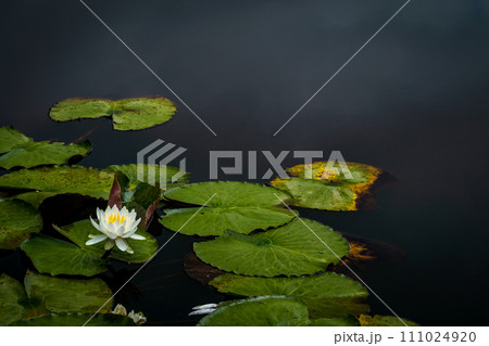 水面に浮かぶ睡蓮の花 111024920